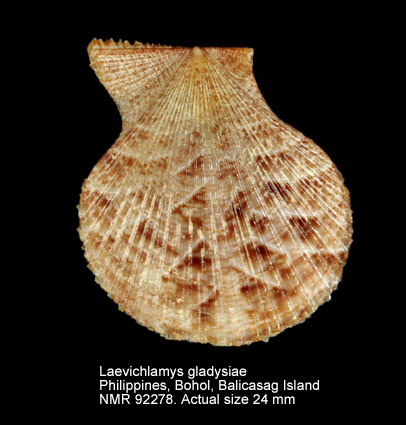 Laevichlamys gladysiae.jpg - Laevichlamys gladysiae (Melvill,1888)